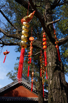 發(fā)財樹中國結(jié)
