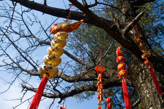 發(fā)財樹中國結