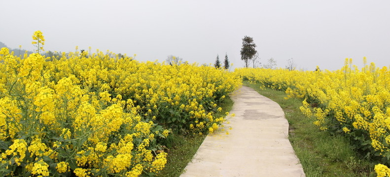 油菜花開 油菜花特寫 油菜
