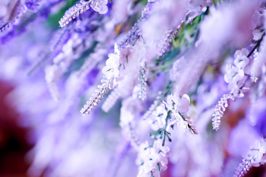 婚禮現(xiàn)場(chǎng)氣氛 熏衣草