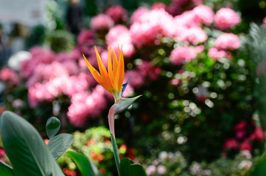 天堂鳥花園