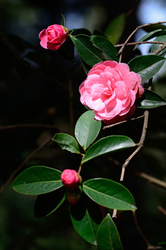 山茶花