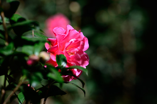 山茶花
