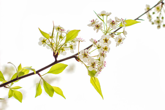高清梨花