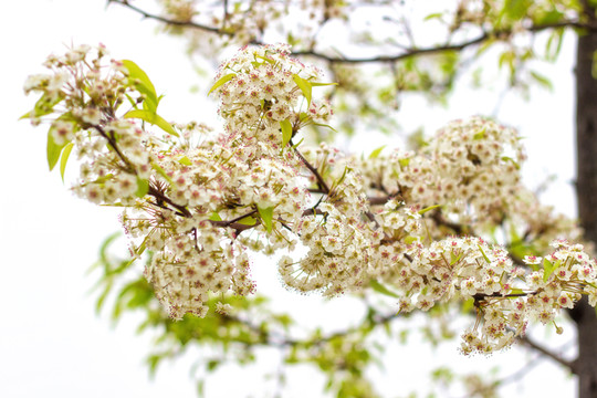 高清梨花
