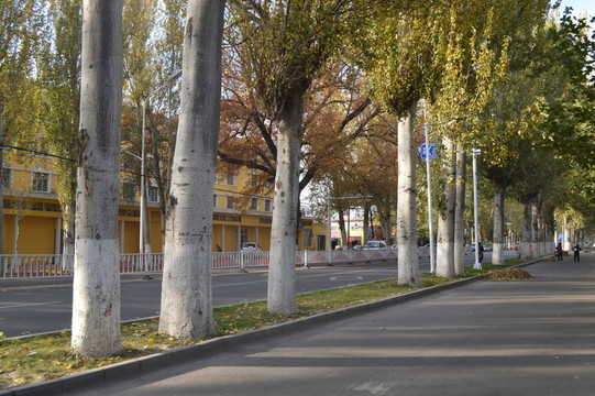 公路邊的白楊林