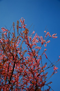櫻花