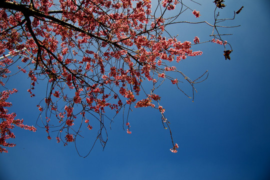 櫻花