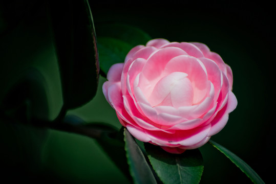 茶花