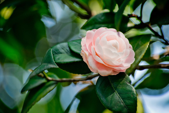 茶花