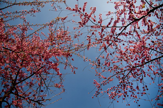 櫻花