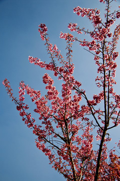 櫻花