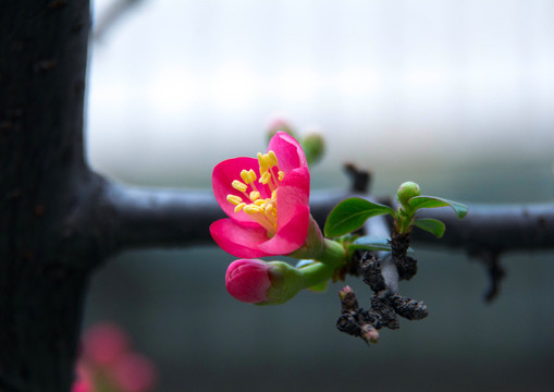 海棠花