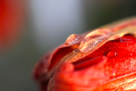花苞