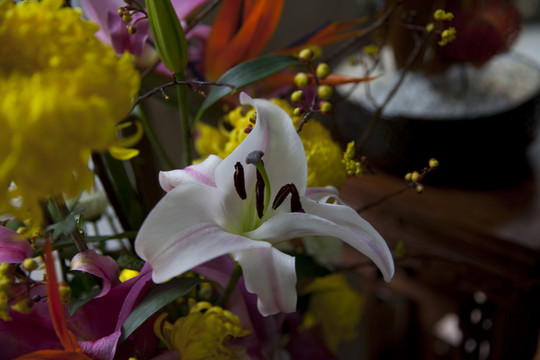 百合花