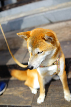 秋田犬老廈