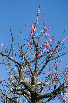 梅花