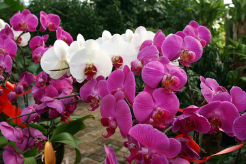 年宵花 蝴蝶蘭