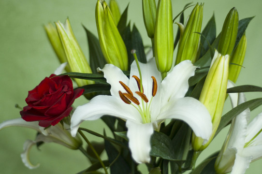 百合花