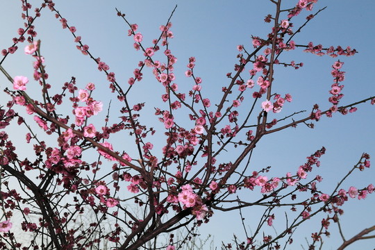 桃花