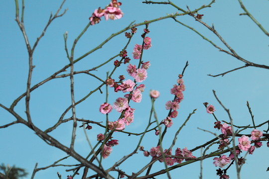 桃花