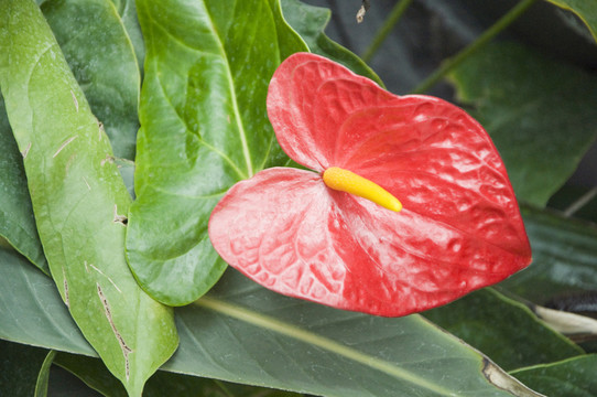 紅掌花