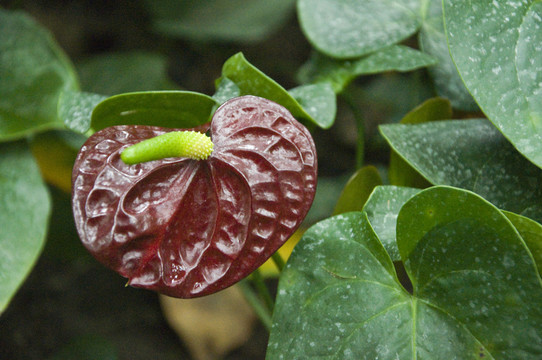 紅掌花