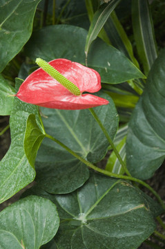 紅掌花