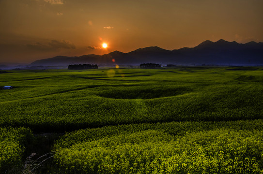 花海夕照