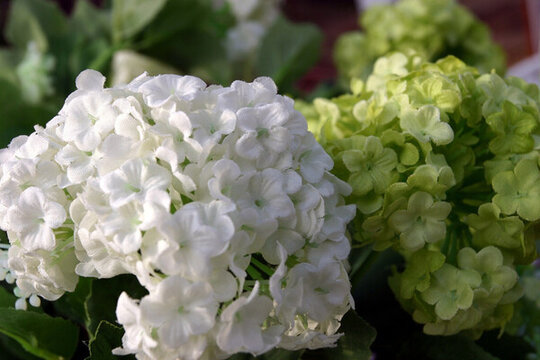 丁香花 白丁香