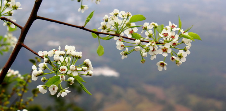 梨花