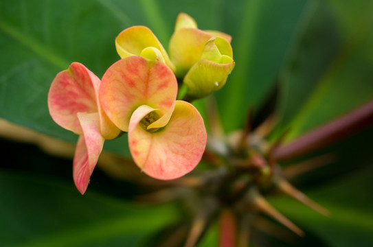 花