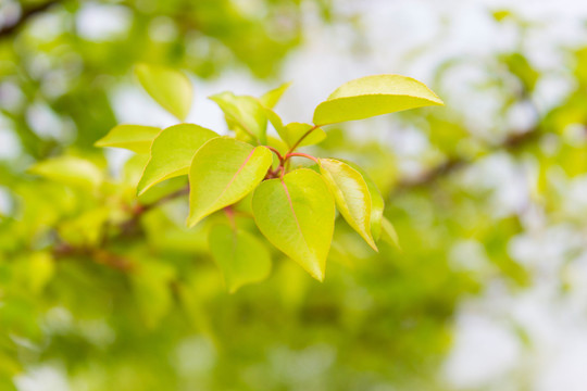 清新綠葉