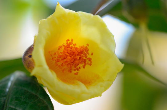 金茶花
