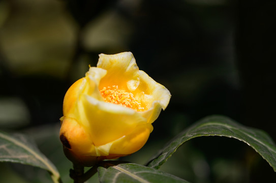 金茶花
