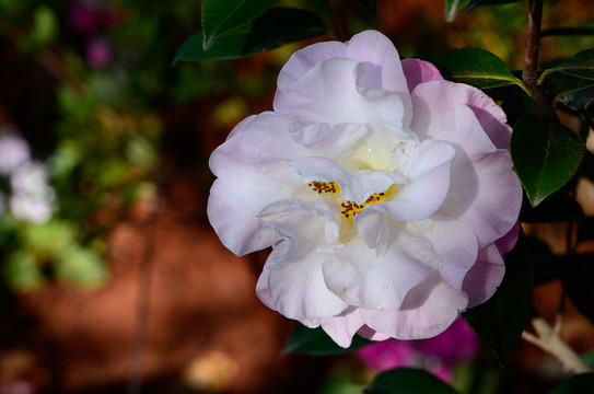 山茶花