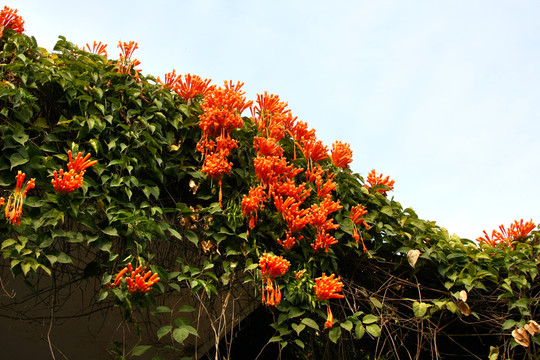 爬藤花卉