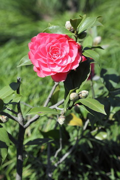 山茶花