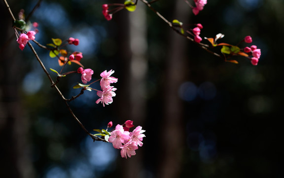 垂絲海棠