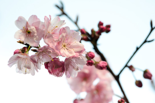 櫻花