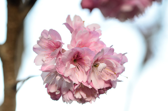 櫻花
