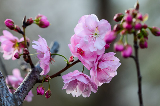櫻花