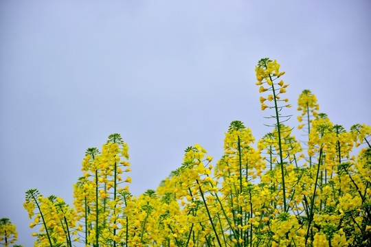 油菜花