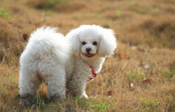 比熊犬