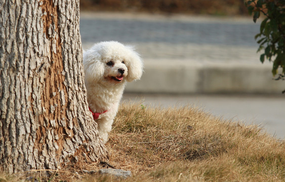 比熊犬
