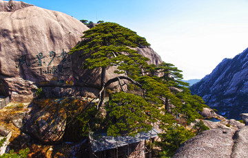 黃山 迎客松