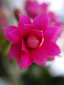 長壽花