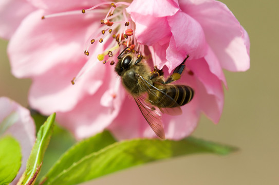 蜜蜂與花
