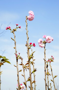 櫻花圖片