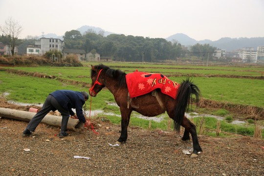 馬